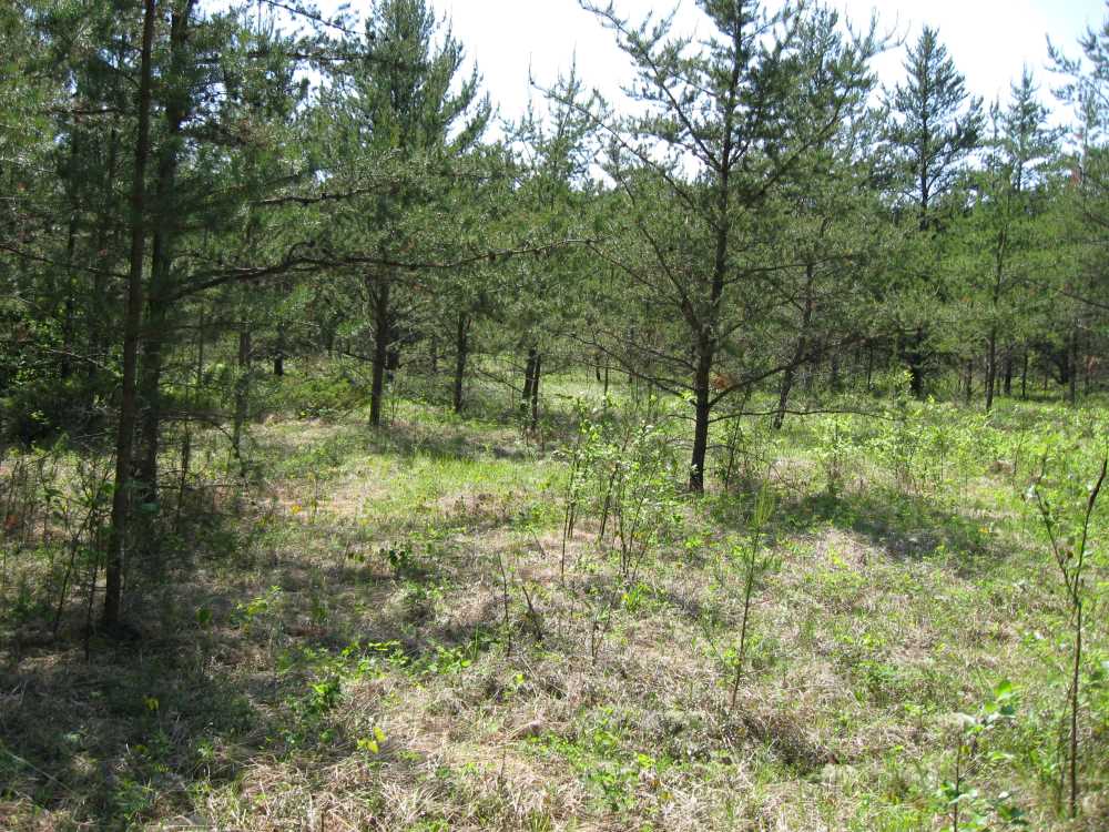 Naturist Legacy History: Gallery 01/02...The new land before purchase
