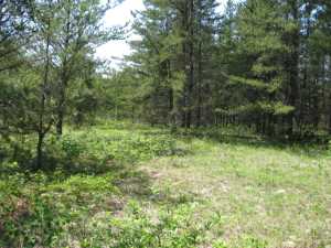 Naturist Legacy History: Gallery 01/03...The new land before purchase
