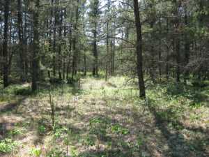 Naturist Legacy History: Gallery 01/04...The new land before purchase