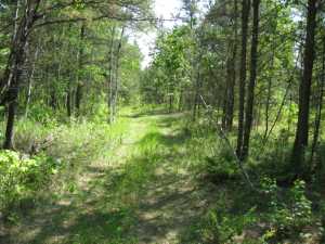 Naturist Legacy History: Gallery 01/06...The new land before purchase