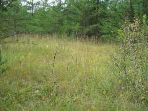 Naturist Legacy History: Gallery 01/07...The new land before purchase