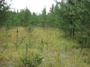 Naturist Legacy History: Gallery 01/09...The new land before purchase