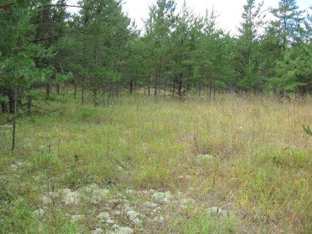 Naturist Legacy History: Gallery 01/12...The new land before purchase