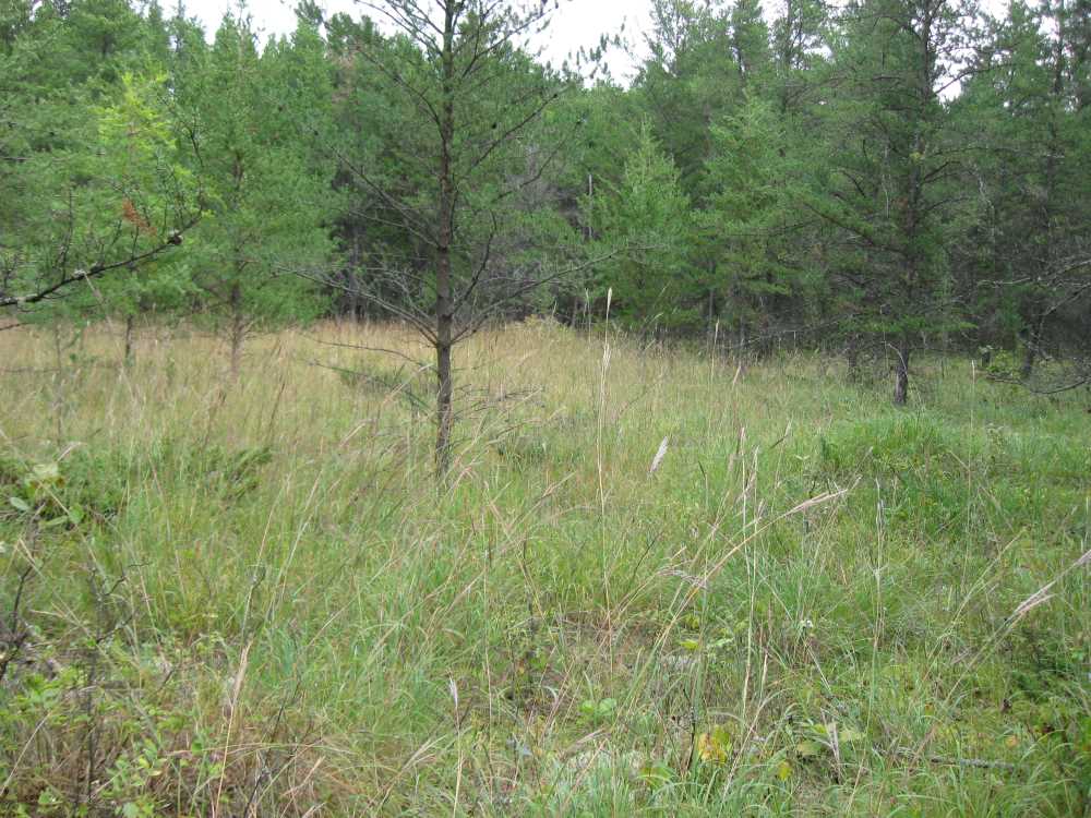Naturist Legacy History: Gallery 01/13...The new land before purchase