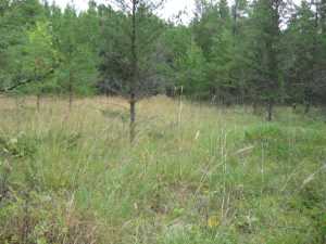 Naturist Legacy History: Gallery 01/13...The new land before purchase