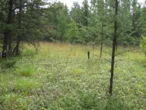 Naturist Legacy History: Gallery 01/15...The new land before purchase