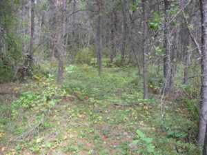 Naturist Legacy History: Gallery 01/16...The new land before purchase