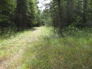 Naturist Legacy History: Gallery 01/18...The new land before purchase