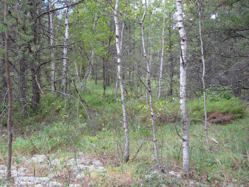 Naturist Legacy History: Gallery 01/20...The new land before purchase