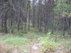 Naturist Legacy History: Gallery 01/22...The new land before purchase