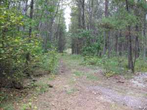 Naturist Legacy History: Gallery 01/29...The new land before purchase