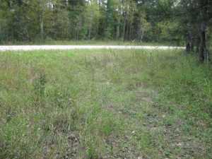 Naturist Legacy History: Gallery 01/32...The new land before purchase