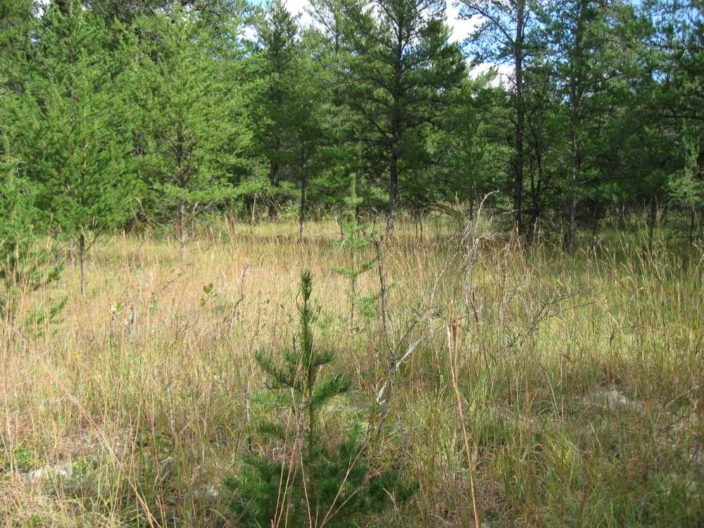 Naturist Legacy History: Gallery 01/35...The new land before purchase
