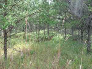 Naturist Legacy History: Gallery 01/36...The new land before purchase