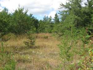 Naturist Legacy History: Gallery 01/40...The new land before purchase