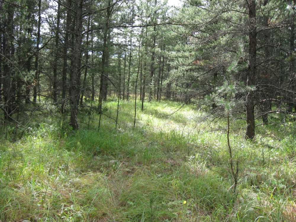 Naturist Legacy History: Gallery 01/41...The new land before purchase