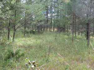 Naturist Legacy History: Gallery 01/42...The new land before purchase