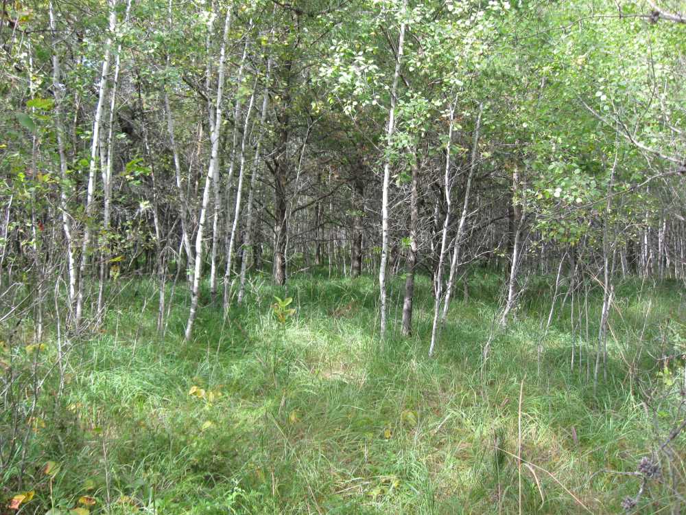 Naturist Legacy History: Gallery 01/43...The new land before purchase