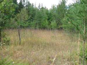 Naturist Legacy History: Gallery 01/44...The new land before purchase