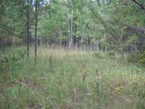 Naturist Legacy History: Gallery 01/45...The new land before purchase