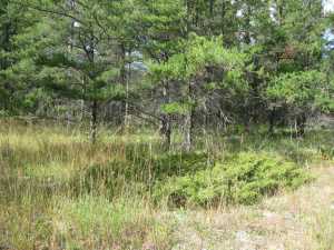 Naturist Legacy History: Gallery 01/46...The new land before purchase