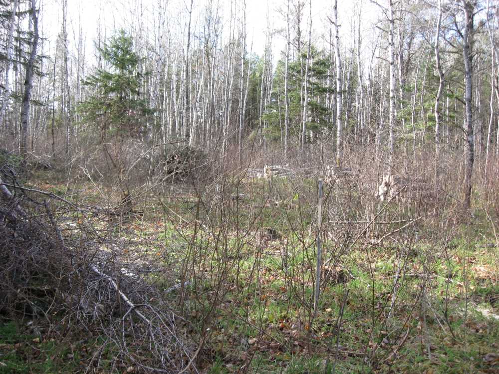 Naturist Legacy History: Gallery 03/01...Clearing the Hydro line corridor