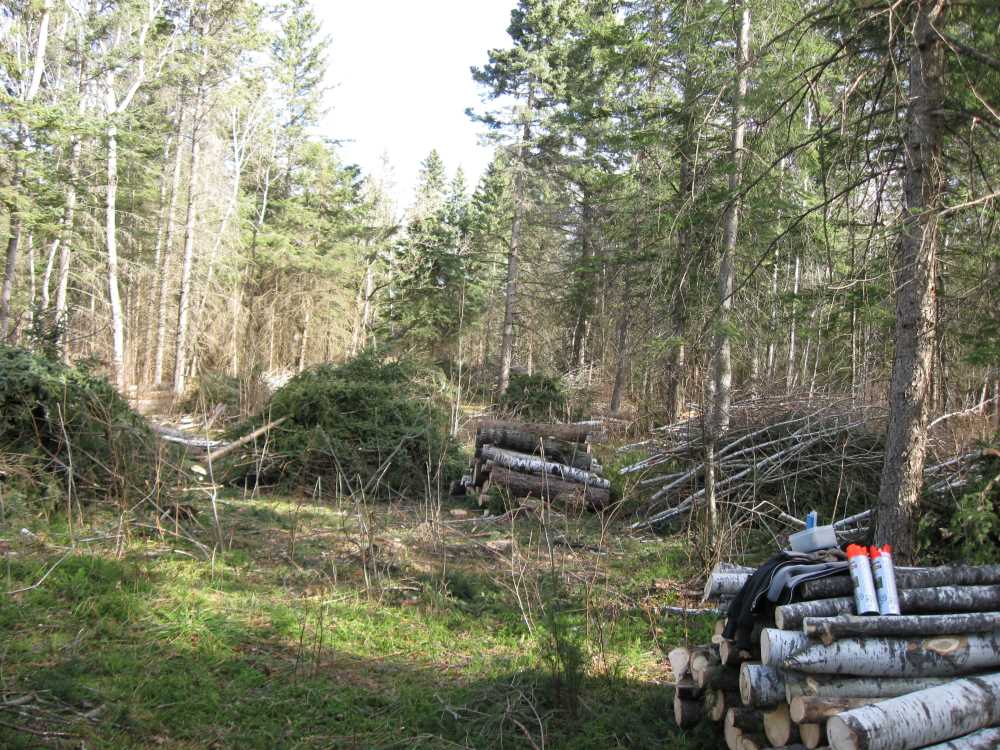 Naturist Legacy History: Gallery 03/03...Clearing the Hydro line corridor