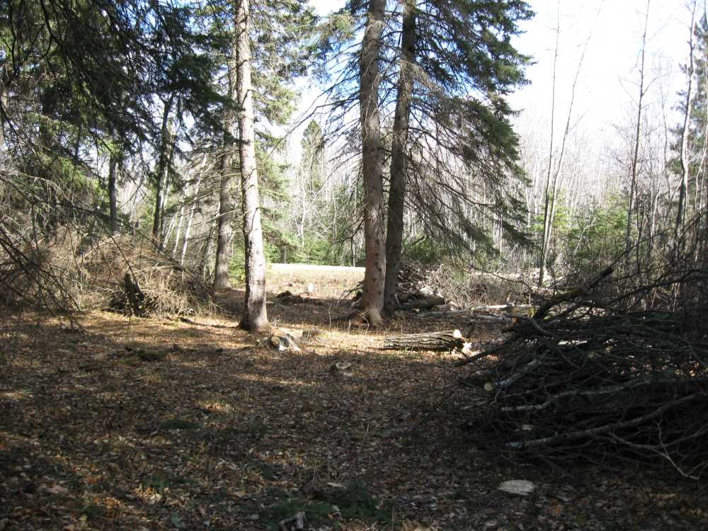 Naturist Legacy History: Gallery 03/07...Clearing the Hydro line corridor