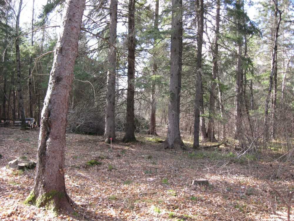 Naturist Legacy History: Gallery 03/10...Clearing the Hydro line corridor