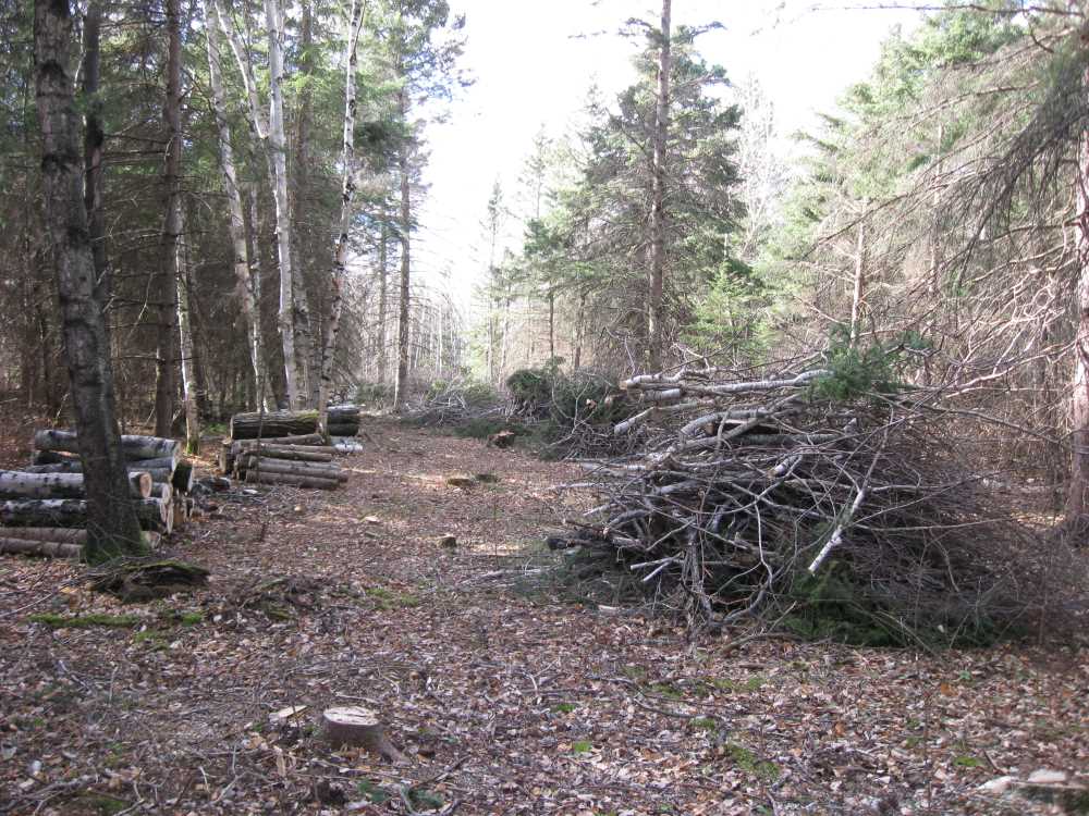 Naturist Legacy History: Gallery 03/11...Clearing the Hydro line corridor