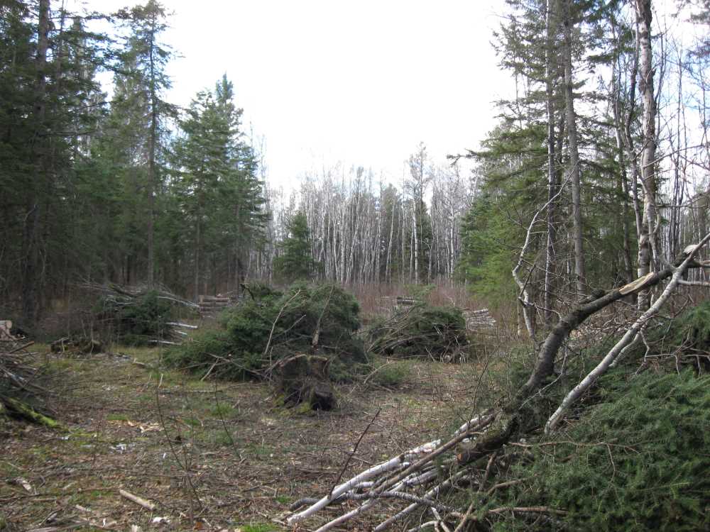 Naturist Legacy History: Gallery 03/12...Clearing the Hydro line corridor