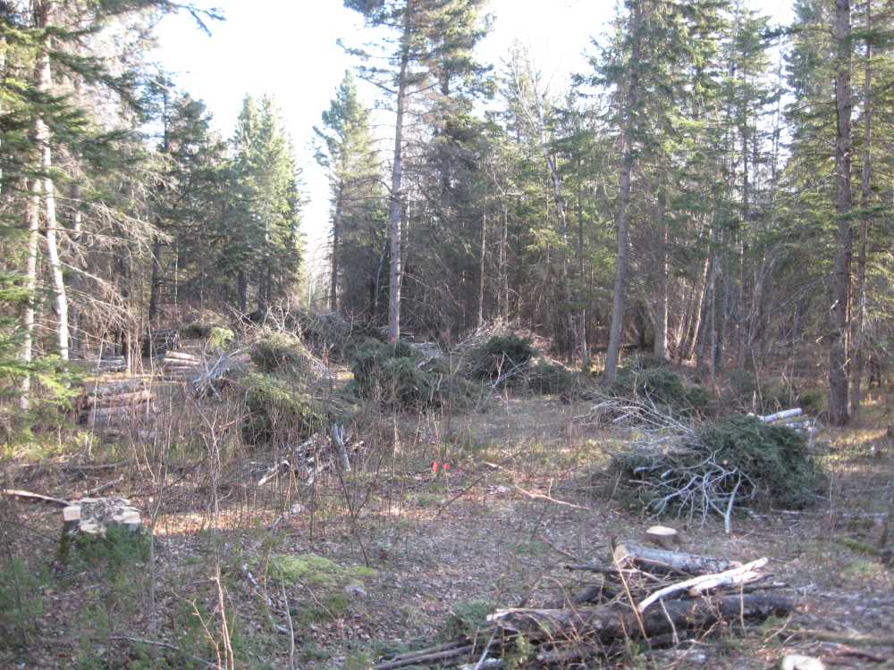 Naturist Legacy History: Gallery 03/13...Clearing the Hydro line corridor