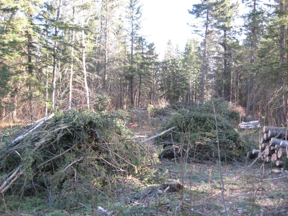 Naturist Legacy History: Gallery 03/15...Clearing the Hydro line corridor
