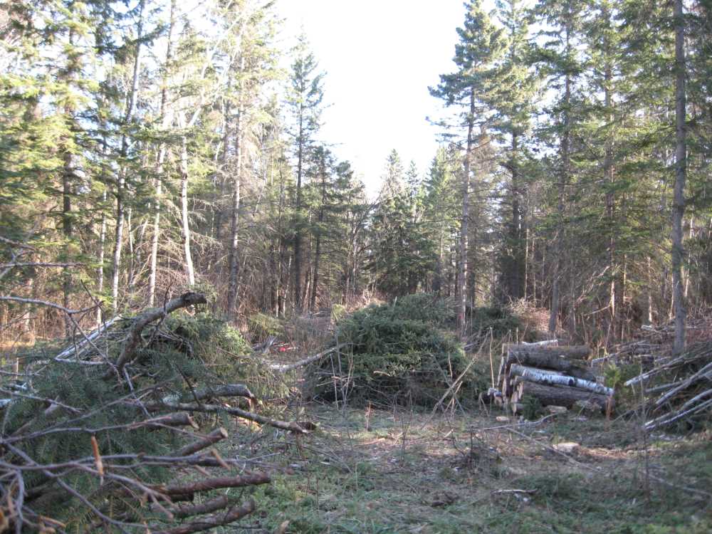 Naturist Legacy History: Gallery 03/16...Clearing the Hydro line corridor