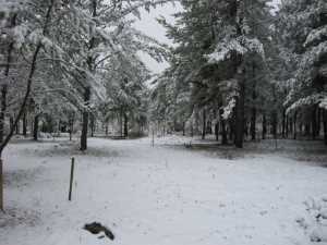 Naturist Legacy History: Gallery 03/23...Clearing the Hydro line corridor