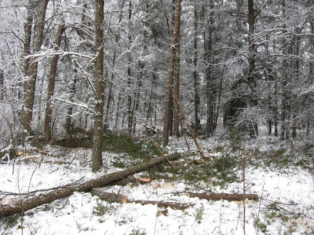 Naturist Legacy History: Gallery 03/24...Clearing the Hydro line corridor