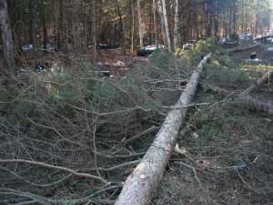 Naturist Legacy History: Gallery 03/36...Clearing the Hydro line corridor