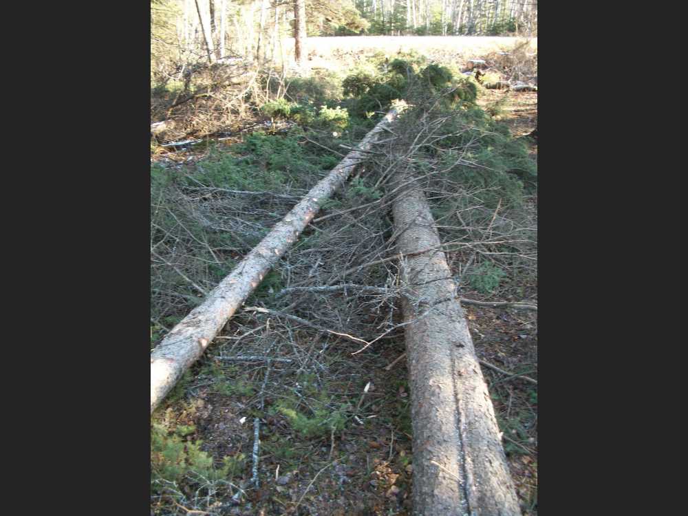 Naturist Legacy History: Gallery 03/37...Clearing the Hydro line corridor