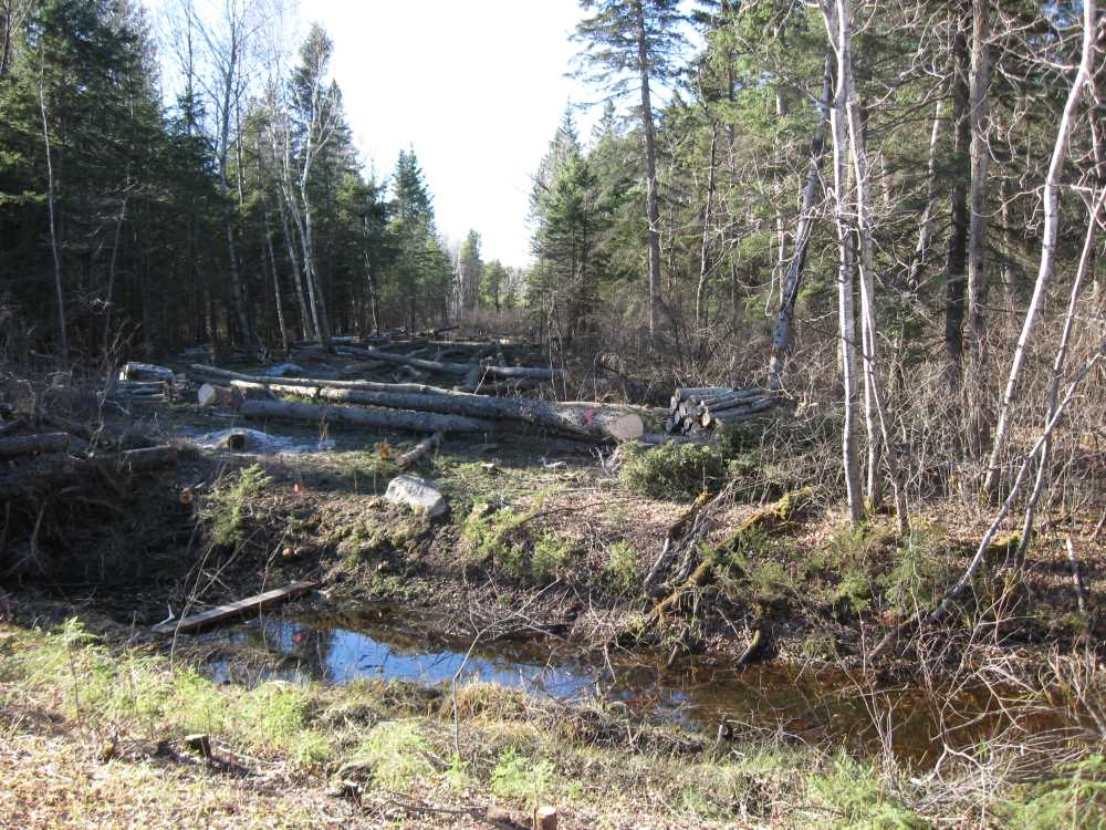 Naturist Legacy History: Gallery 03/38...Clearing the Hydro line corridor