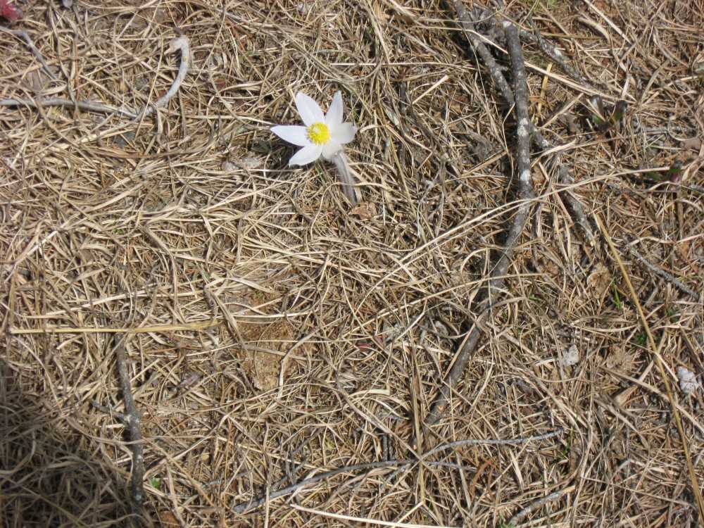 Naturist Legacy History: Gallery 07/05...Our first spring at Naturist Legacy Park