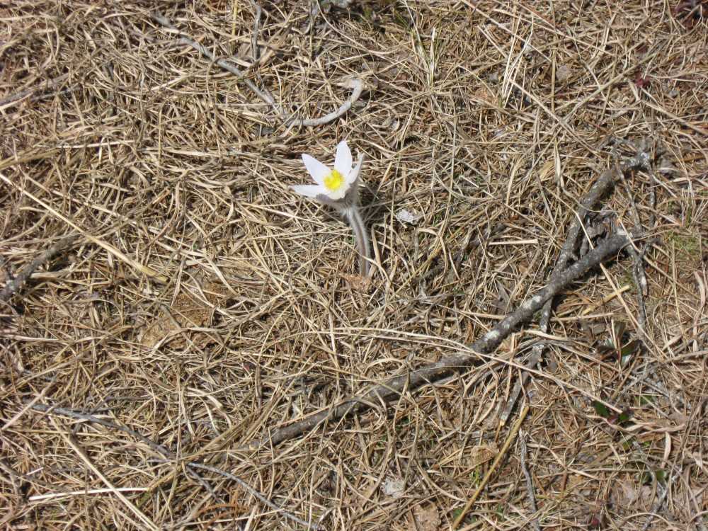 Naturist Legacy History: Gallery 07/06...Our first spring at Naturist Legacy Park