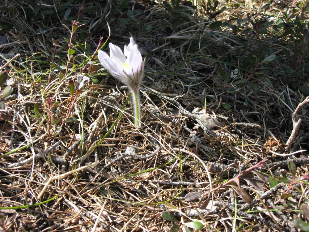 Naturist Legacy History: Gallery 07/07...Our first spring at Naturist Legacy Park