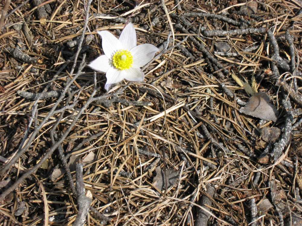 Naturist Legacy History: Gallery 07/08...Our first spring at Naturist Legacy Park