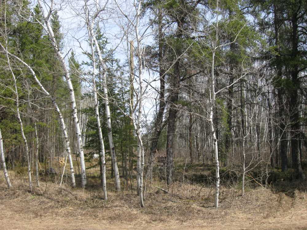 Naturist Legacy History: Gallery 08/41...Hydro installs power line poles