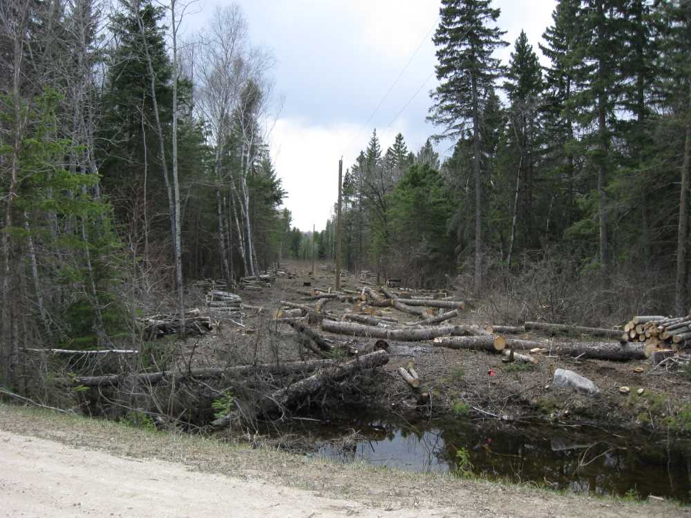Naturist Legacy History: Gallery 09/34...Hydro installs wires and a transformer