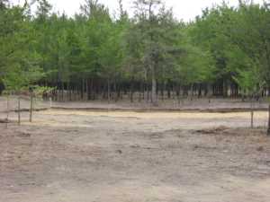 Naturist Legacy History: Gallery 23/05...An early resumption of construction