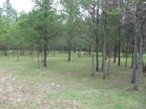 Naturist Legacy History: Gallery 33/01...The meadows in the middle of summer