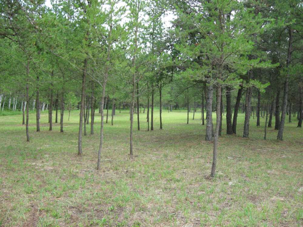 Naturist Legacy History: Gallery 33/03...The meadows in the middle of summer