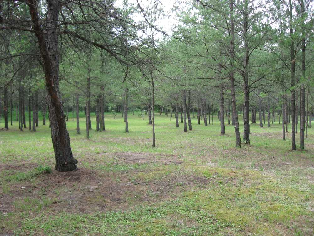 Naturist Legacy History: Gallery 33/08...The meadows in the middle of summer
