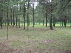 Naturist Legacy History: Gallery 33/09...The meadows in the middle of summer